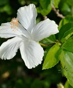 White Diana Rose of Sharon Live Plant - 10-16