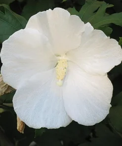 White Diana Rose of Sharon Live Plant - 10-16