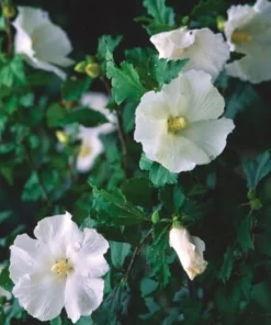 White Diana Rose of Sharon Live Plant - 10-16