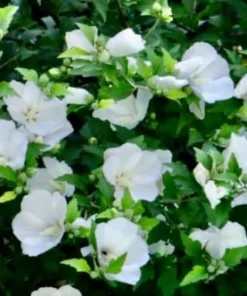 White Diana Rose of Sharon Live Plant - 10-16