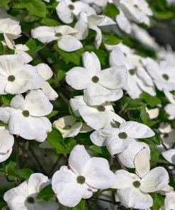 White Dogwood Tree Live Plant, 6-12