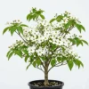 White Dogwood Tree Live Plant, 6-12" Tall, Quart Pot, Outdoor Flowering Shrub - Image 1