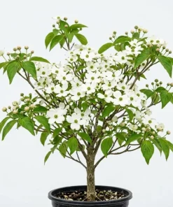 White Dogwood Tree Live Plant, 6-12" Tall, Quart Pot, Outdoor Flowering Shrub - Image 1