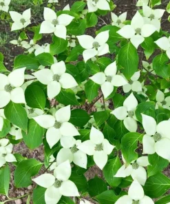 White Dogwood Tree Live Plant – Ornamental Flowering Shrub – 8-12" Tall Quart Pot – Outdoor - Image 2