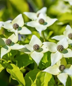 White Dogwood Tree Live Plant – Ornamental Flowering Shrub – 8-12