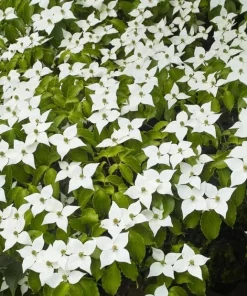White Dogwood Tree Live Plant – Ornamental Flowering Shrub – 8-12