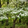 White Dogwood Tree Live Plant – Ornamental Flowering Shrub – 8-12" Tall Quart Pot – Outdoor - Image 1