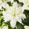 White Double Rose Lily Aisha Bulbs - Set of 3 Planting Bulbs, Perennial Flowers - Image 1