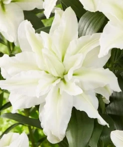 White Double Rose Lily Aisha Bulbs - Set of 3 Planting Bulbs, Perennial Flowers - Image 1