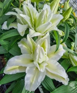 White Double Rose Lily Aisha Bulbs - Set of 3 Planting Bulbs, Perennial Flowers - Image 2