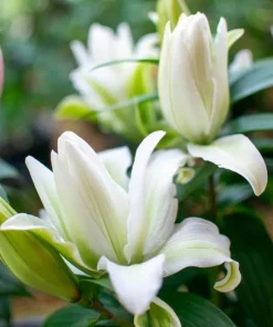 White Double Rose Lily Aisha Bulbs - Set of 3 Planting Bulbs, Perennial Flowers - Image 3