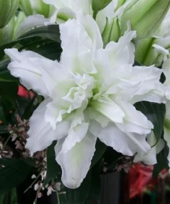White Double Rose Lily Aisha Bulbs - Set of 3 Planting Bulbs, Perennial Flowers - Image 4