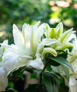White Double Rose Lily Aisha Bulbs - Set of 3 Planting Bulbs, Perennial Flowers - Image 5