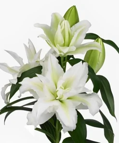 White Double Rose Lily Aisha Bulbs - Set of 3 Planting Bulbs, Perennial Flowers - Image 6
