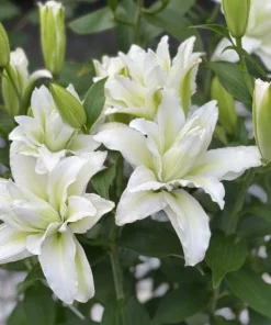 White Double Rose Lily Aisha Bulbs - Set of 3 Planting Bulbs, Perennial Flowers - Image 7