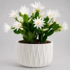 White Easter Cactus Live Plant, 4-8 Inch Tall Spring Houseplant, No Pot - Image 1