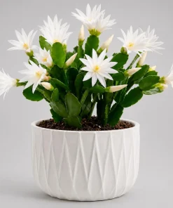 White Easter Cactus Live Plant, 4-8 Inch Tall Spring Houseplant, No Pot - Image 1