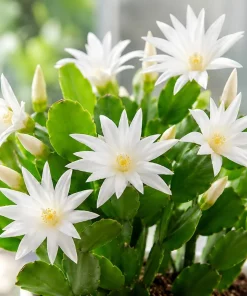 White Easter Cactus Live Plant, 4-8 Inch Tall Spring Houseplant, No Pot - Image 3