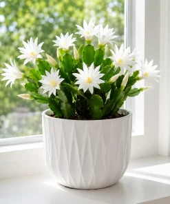 White Easter Cactus Live Plant, 4-8 Inch Tall Spring Houseplant, No Pot - Image 6