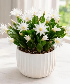 White Easter Cactus Live Plant, 4-8 Inch Tall Spring Houseplant, No Pot - Image 7