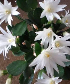 White Easter Cactus Live Plant – Spring Blooming Succulent – 4-6 Inch Tall – Indoor/Outdoor - Image 2
