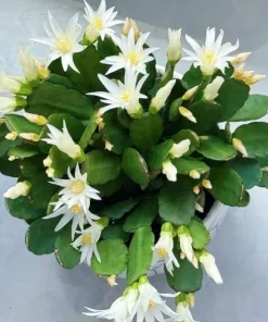 White Easter Cactus Live Plant – Spring Blooming Succulent – 4-6 Inch Tall – Indoor/Outdoor - Image 3