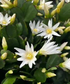 White Easter Cactus Live Plant – Spring Blooming Succulent – 4-6 Inch Tall – Indoor/Outdoor - Image 4