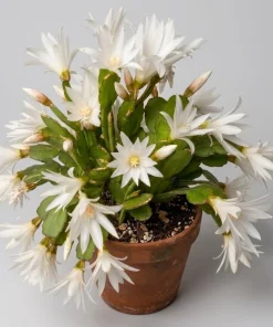 White Easter Cactus Live Plant – Spring Blooming Succulent – 4-6 Inch Tall – Indoor/Outdoor - Image 5