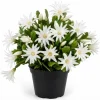 White Easter Cactus Live Plant – Spring Blooming Succulent – 4-6 Inch Tall – Indoor/Outdoor - Image 1