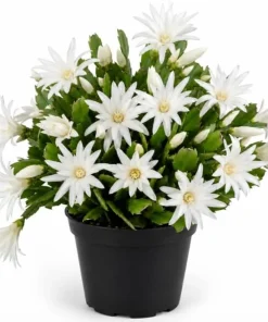 White Easter Cactus Live Plant – Spring Blooming Succulent – 4-6 Inch Tall – Indoor/Outdoor - Image 1