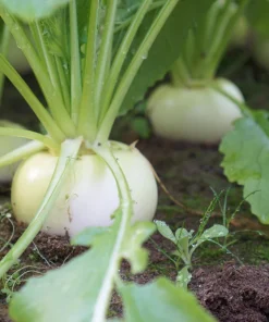 White Egg Turnip Seeds – 300 Count – Brassica Rapa Vegetable Seeds - Image 3