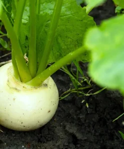 White Egg Turnip Seeds – 300 Count – Brassica Rapa Vegetable Seeds - Image 4