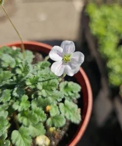 White Erodium Live Plant - Erodium x variabile Album - 4 inch Pot - Terrarium & Groundcover - Image 2