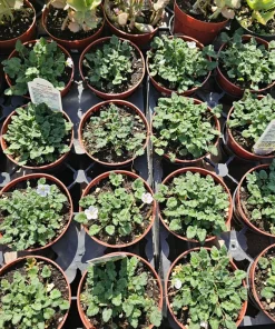 White Erodium Live Plant - Erodium x variabile Album - 4 inch Pot - Terrarium & Groundcover - Image 3