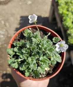 White Erodium Live Plant - Erodium x variabile Album - 4 inch Pot - Terrarium & Groundcover - Image 4