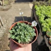 White Erodium Live Plant - Erodium x variabile Album - 4 inch Pot - Terrarium & Groundcover - Image 1