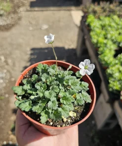White Erodium Live Plant - Erodium x variabile Album - 4 inch Pot - Terrarium & Groundcover - Image 1
