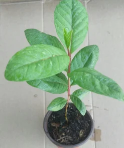 White Flesh Giant Guava Tree – Live Tropical Fruit Plant – 12+ Inches Tall – Sweet Fruit - Image 2