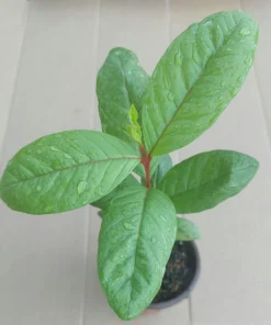 White Flesh Giant Guava Tree – Live Tropical Fruit Plant – 12+ Inches Tall – Sweet Fruit - Image 3