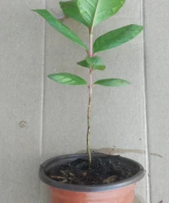 White Flesh Giant Guava Tree – Live Tropical Fruit Plant – 12+ Inches Tall – Sweet Fruit - Image 4