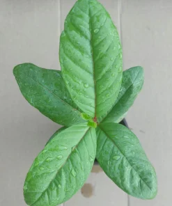 White Flesh Giant Guava Tree – Live Tropical Fruit Plant – 12+ Inches Tall – Sweet Fruit - Image 5