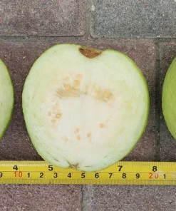 White Flesh Giant Guava Tree – Live Tropical Fruit Plant – 12+ Inches Tall – Sweet Fruit - Image 6