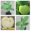 White Flesh Giant Guava Tree – Live Tropical Fruit Plant – 12+ Inches Tall – Sweet Fruit - Image 1