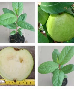 White Flesh Giant Guava Tree – Live Tropical Fruit Plant – 12+ Inches Tall – Sweet Fruit - Image 1