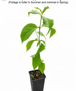 White Flowering Dogwood Tree - 10-16" Tall Live Plant - Quart Pot - Outdoor Shade Tree - Image 2