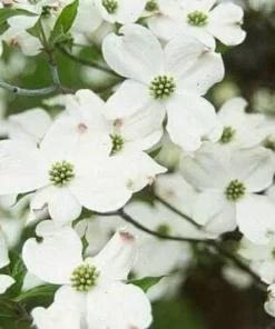 White Flowering Dogwood Tree - 10-16