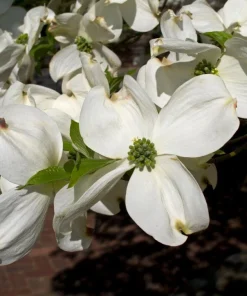 White Flowering Dogwood Tree Rooted Plant - 1 Count Outdoor Tree - Image 2