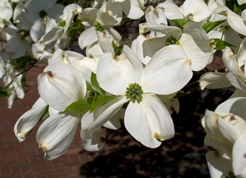 White Flowering Dogwood Tree Rooted Plant - 1 Count Outdoor Tree - Image 2