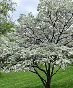 White Flowering Dogwood Tree Rooted Plant - 1 Count Outdoor Tree - Image 3
