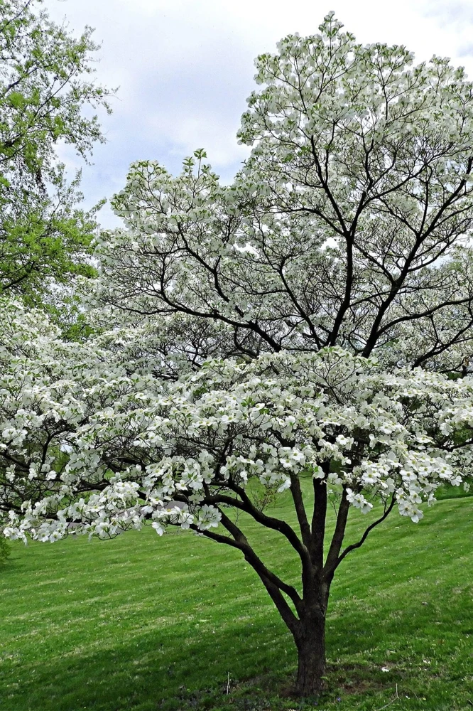 White Flowering Dogwood Tree Rooted Plant - 1 Count Outdoor Tree - Image 3